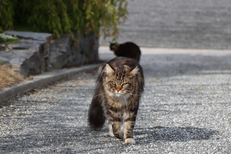IMG EOS 90D1001127